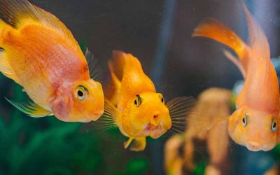 How to Care For Aquarium Fish